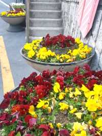 A CHARMING WALK THROUGH GAMCHEON SLOPES AND ALLEYS