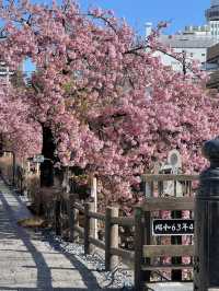 🌸 Live from April! Possibly the Best Early Sakura Spot Near Tokyo for Stunning Photos