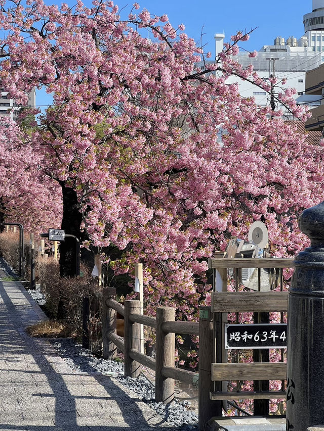 🌸 Live from April! Possibly the Best Early Sakura Spot Near Tokyo for Stunning Photos