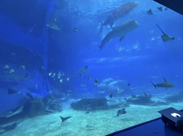「親子旅行好去處」珠海長隆海洋王國