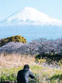 Skip Lake Kawaguchi and Head to This Hidden Spot for Stunning Mount Fuji Cherry Blossoms 🌸🏔️
