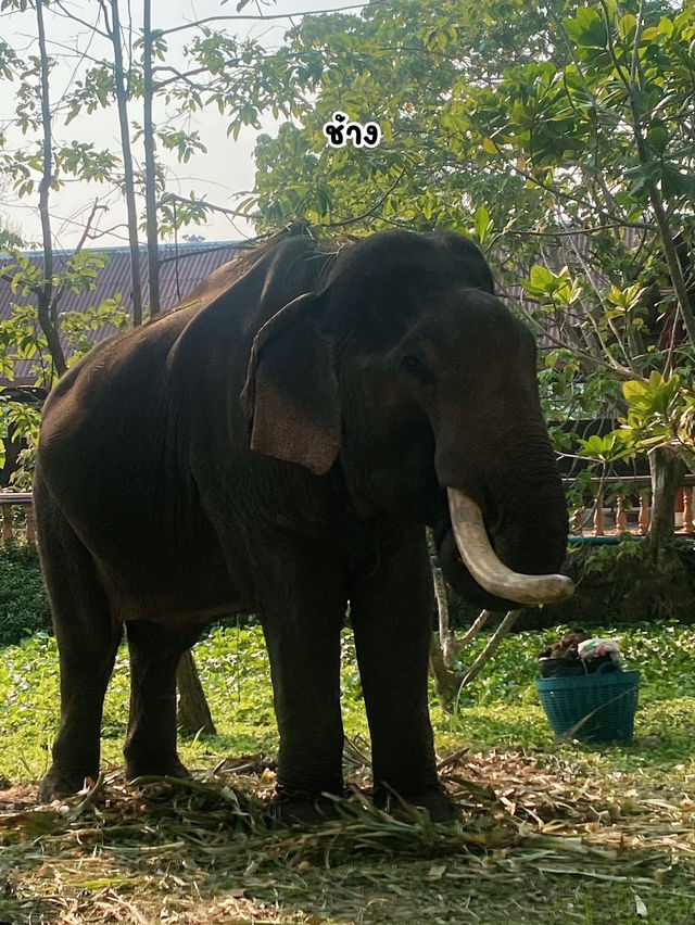 #ThaiThaniCultureVillage #Pattaya #พัทยา 