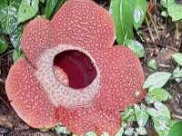 🌺 Bloomin’ Marvelous: My Trip to Kokob Rafflesia Conservation Garden! 🌿