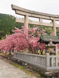 Ikaho Jinja Sakura – Hidden Gem of Stone Steps and Blossoms