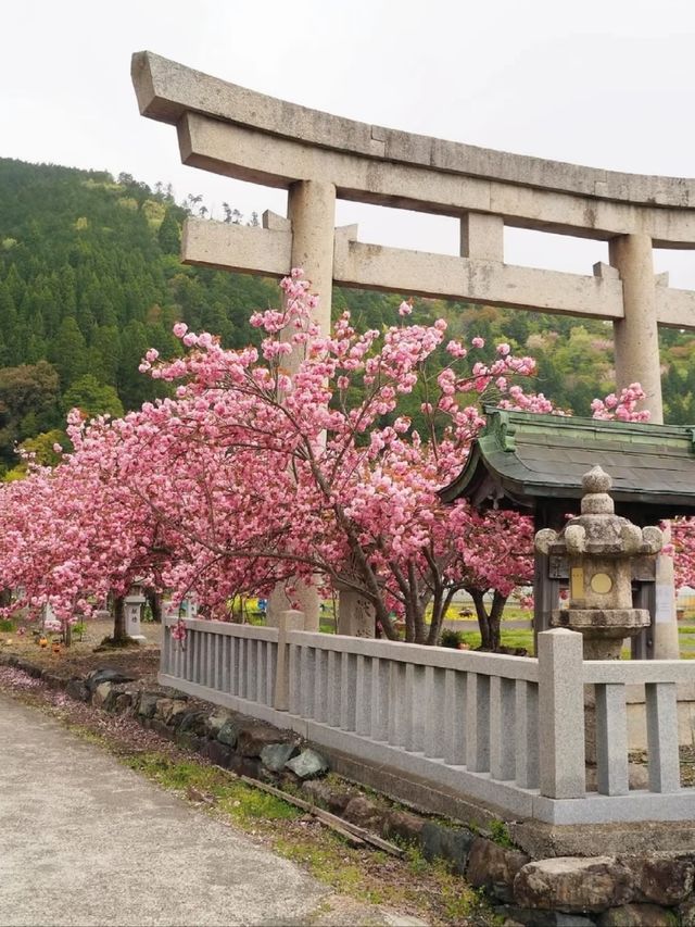 Ikaho Jinja Sakura – Hidden Gem of Stone Steps and Blossoms