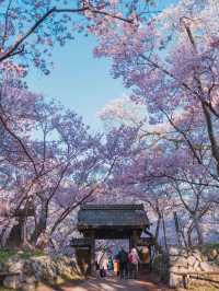 🌸✨ Encounter the Anime-like Cherry Blossoms at Takato Castle Ruins ✨🌸