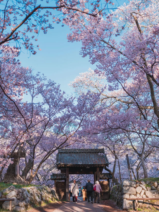 🌸✨ Encounter the Anime-like Cherry Blossoms at Takato Castle Ruins ✨🌸