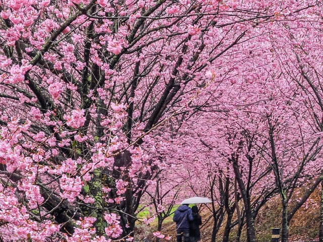 Cingjing Farm Cherry Blossoms: A Floral Fairytale in Taiwan’s Highlands