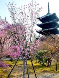 Kyoto Ninnaji Temple | 2025 Omuro Flower Festival Cherry Blossom Guide 🌸⛩️