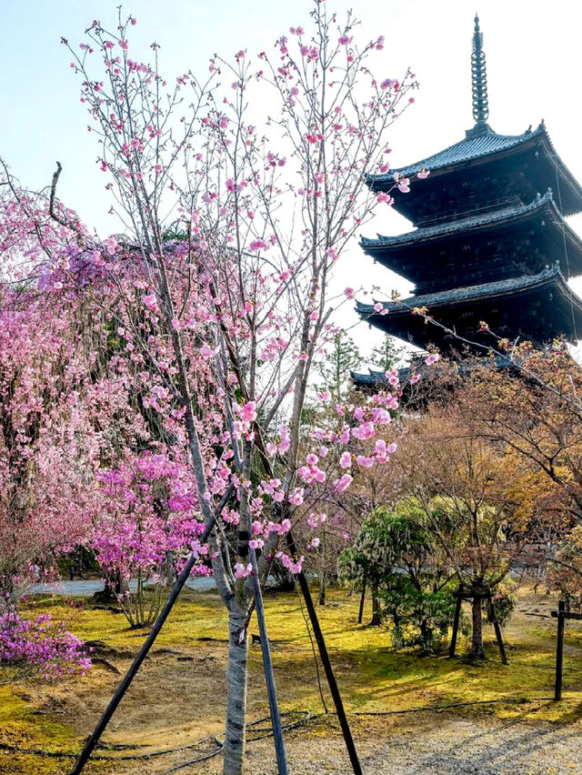 Kyoto Ninnaji Temple | 2025 Omuro Flower Festival Cherry Blossom Guide 🌸⛩️