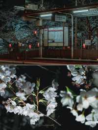 【東京】美しい桜とその歴史