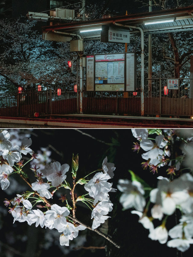 【東京】美しい桜とその歴史