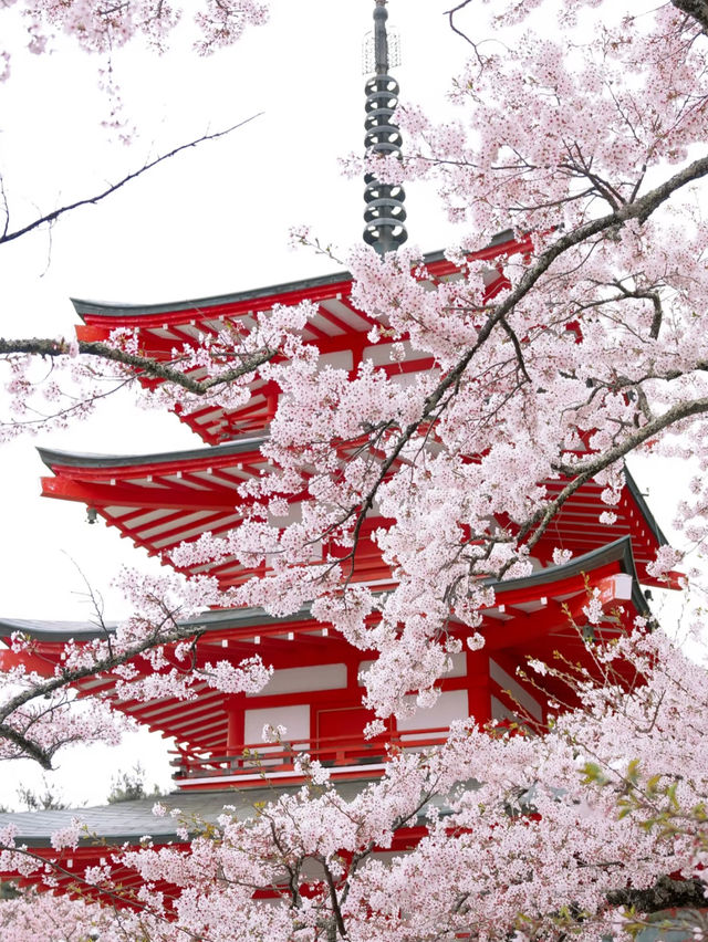 Springtime Adventure: Cycling and Cherry Blossoms Around Mount Fuji 🌸🚴‍♂️