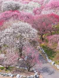 Iina Plum Orchard Guide 🌸