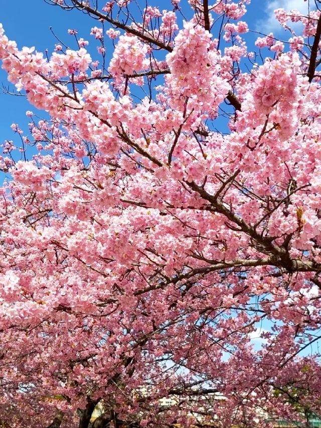 Okazaki Oto River Aoi Sakura | Aichi's Secret Blue Cherry Blossoms