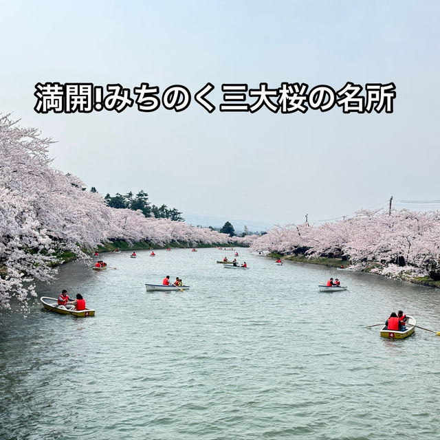 【青森】ちょうど見頃！どこを撮っても桜🌸