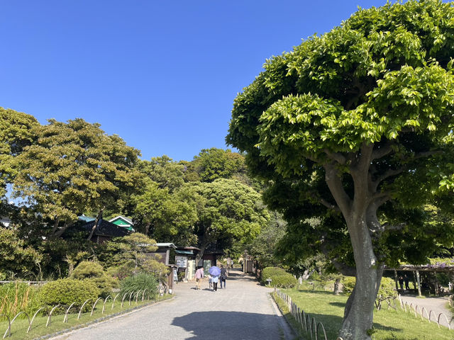 藤とツツジと新緑の三渓園@横浜🪻