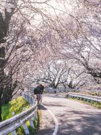 Nagoya's Hidden Cherry Blossom Gems 🌸: A Sakura Wonderland