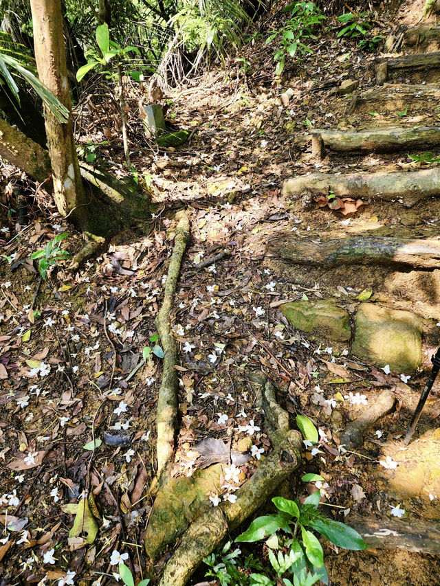 最親近台北的森林步道～富陽及黎和自然生態公園走走