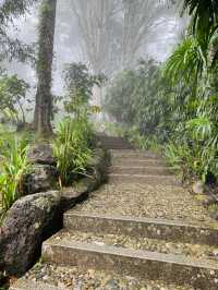 Into the Misty Japanese Garden!