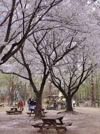 Seoul’s Cherry Blossoms Are So Beautiful, I Can’t Even Put It Into Words!