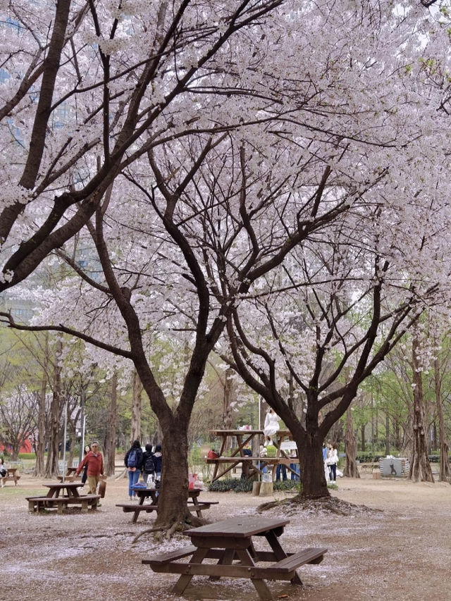 Seoul’s Cherry Blossoms Are So Beautiful, I Can’t Even Put It Into Words!