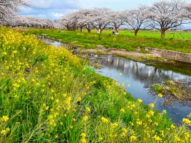 粉色櫻花與鮮黃油菜花交織的春日美景---福岡縣草場川櫻花並木