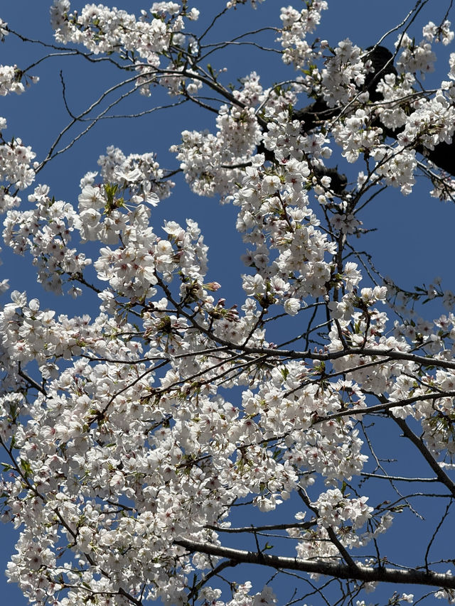 桜とコーヒーの贅沢体験🌸☕️中目黒スタバでのお花見レポート