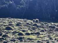 Discover the scenic view & wombats sightings at Cradle Mountain Ronny Creek walk