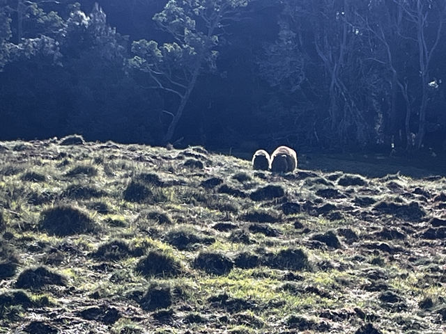 Discover the scenic view & wombats sightings at Cradle Mountain Ronny Creek walk