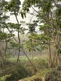 Drive to Twenty Thousand Lake (Bis Hazari Tal), Tikauli, Chitwan: A Wild Encounter