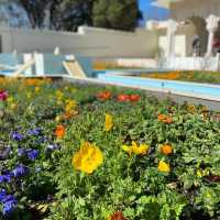 Garden Adventure – Hamilton Gardens in Full Bloom