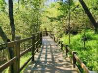 Find Peace at Daejeon Healing Forest: A Simple Getaway