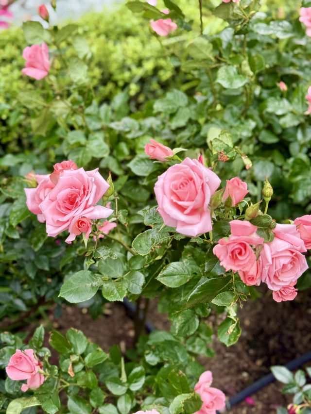 KIOI ROSE WEEK 2025 – Blooming Beauty in the City