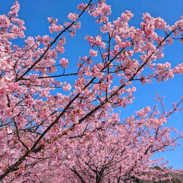 Chill Sakura Spot