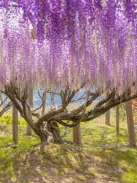 Kawachi Fuji-En สวยวิสเทอเรียที่สวยสุดในฟุกุโอกะ💜