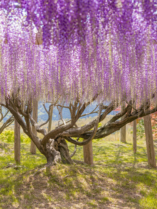 Kawachi Fuji-En สวยวิสเทอเรียที่สวยสุดในฟุกุโอกะ💜