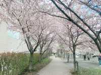 札幌 花見