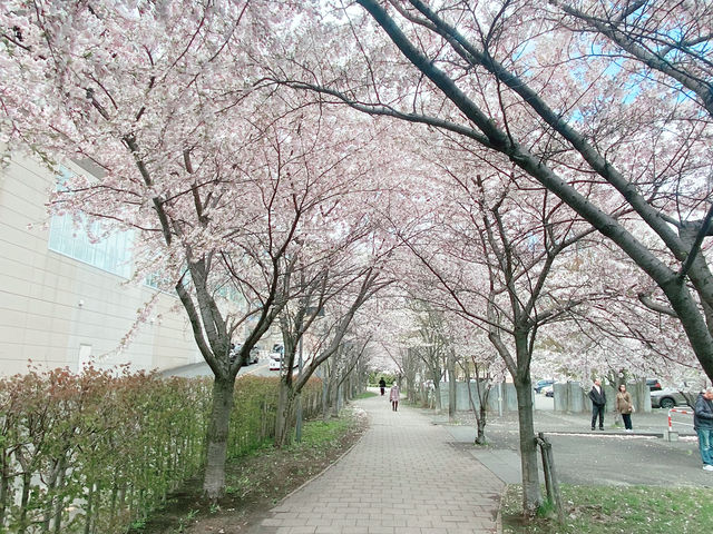 札幌 花見
