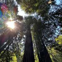 Whispers of the Redwoods: A Weekend in Muir Woods
