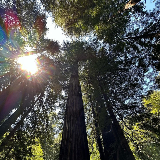 Whispers of the Redwoods: A Weekend in Muir Woods