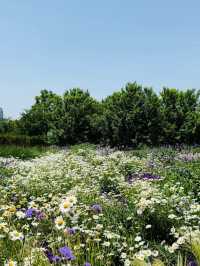 🌸 2W Steps of Flower Power! | Ultimate Flower Walk in Shanghai’s Expo Culture Park 🌿
