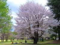 A Cherry Blossom Stroll You’ll Love