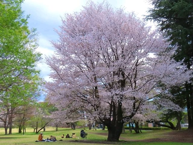 A Cherry Blossom Stroll You’ll Love