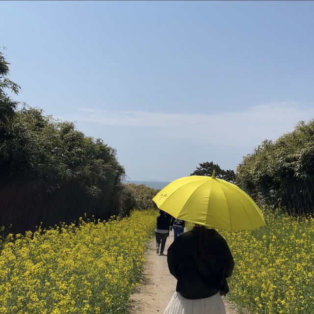 바다가 보이는 유채꽃밭, 부안 수성당