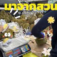 📍หาซื้อทุเรียนระยองฮิ แท้ๆได้ที่ไหนน💛💛