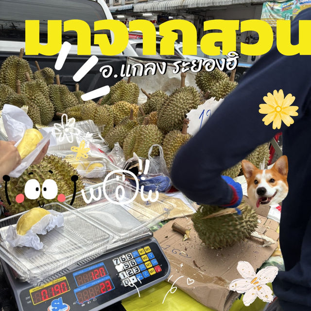 📍หาซื้อทุเรียนระยองฮิ แท้ๆได้ที่ไหนน💛💛