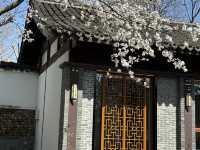 Cherry blossoms in Hangzhou (2025.03.26) 