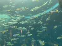 【鴨川シーワールド｜千葉・鴨川】 シャチに会える、日本でも数少ない水族館