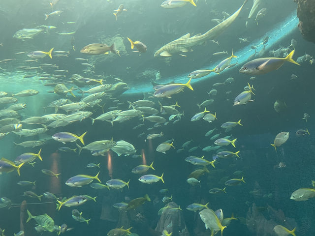 【鴨川シーワールド｜千葉・鴨川】 シャチに会える、日本でも数少ない水族館